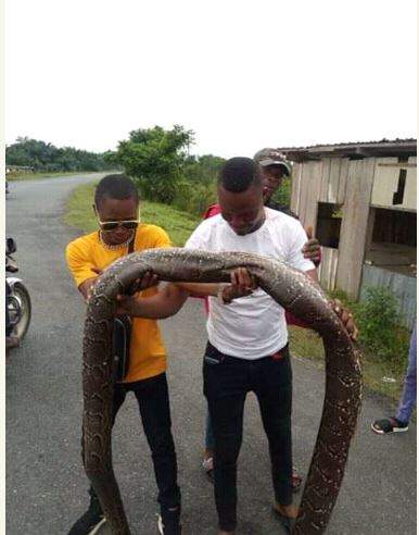 See The Massive Python That Got People Talking (Photos)