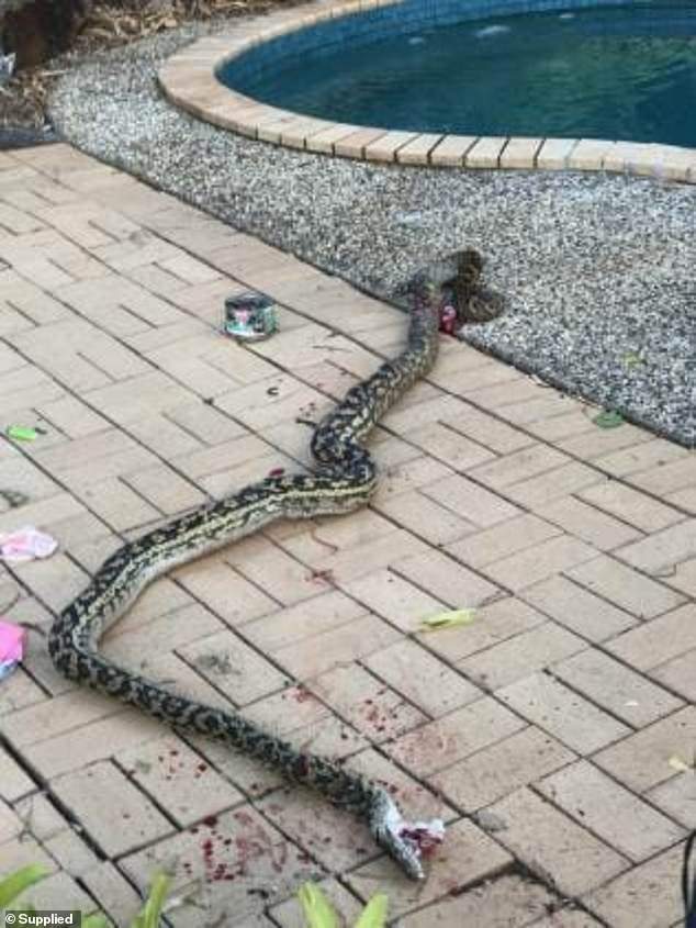 Heroic Dad Kills 15ft Python Trying To Swallow His Son In Australia (Photos)