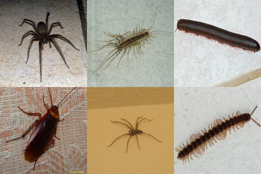 Five Things That Are Attracting Insects And Pests To Your House