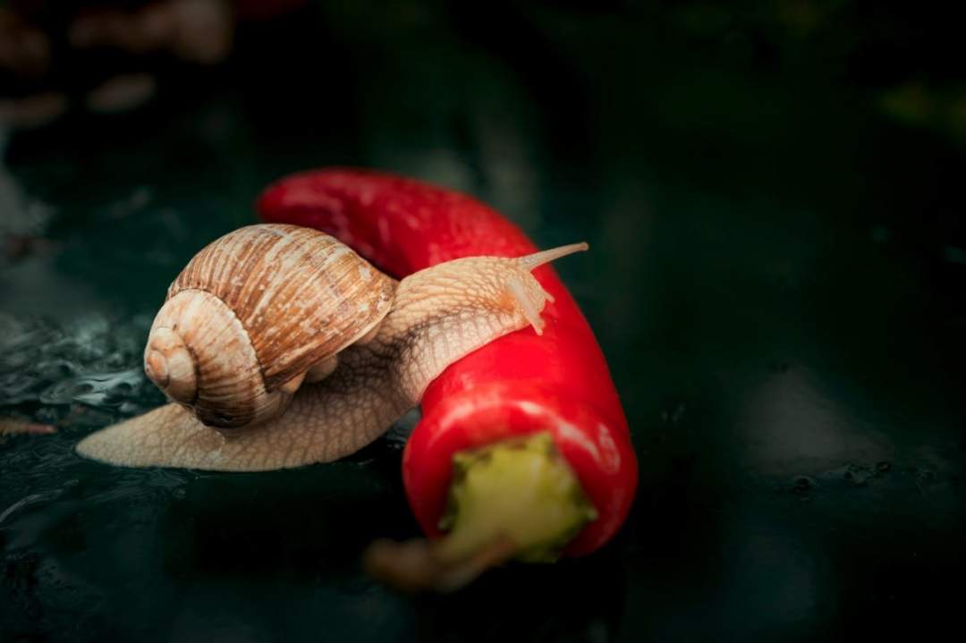 5 Amazing Reasons You Should Be Eating Snail
