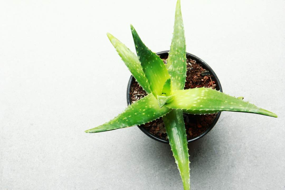 5 Benefits Of Aloe Vera Gel