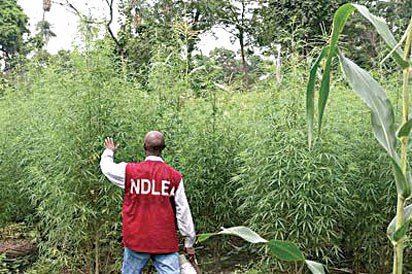 5000 Hectares Of Indian Hemp Plantation Destroyed In Ondo (Photo)