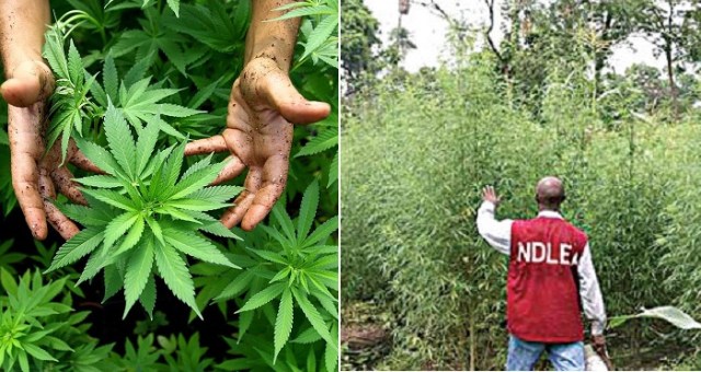 5000 Hectares Of Indian Hemp Plantation Destroyed In Ondo (Photo)