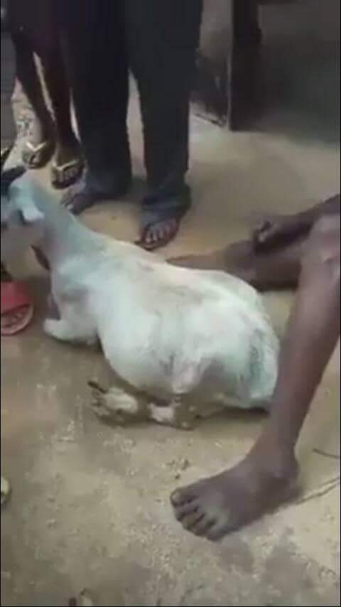 Man caught having S£x with a pregnant goat in Edo State