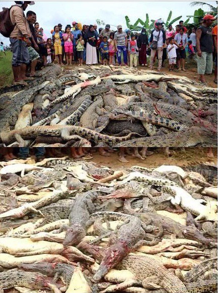 Indonesian villagers kill over 200 crocodiles in revenge attack .