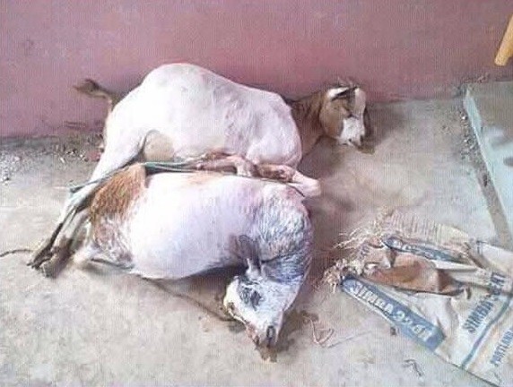 Man arrested for raping two goats to death