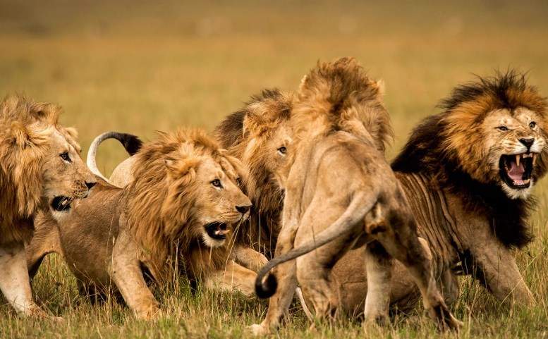 14 Lions are on the loose after escaping from National Park in South Africa.