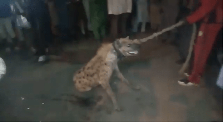 Hyena dragged to Police station after it was found on the streets in Kano (Photos)