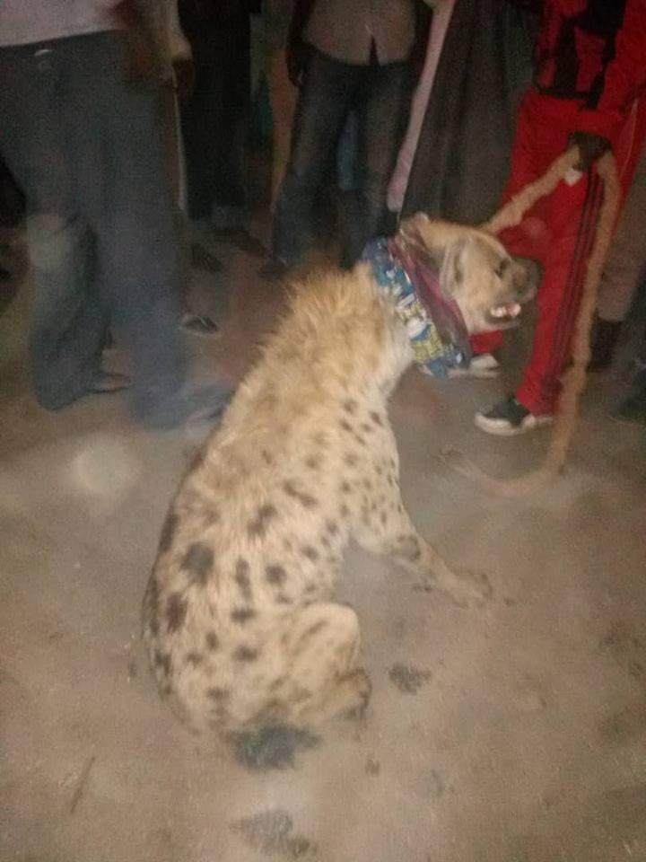 Hyena dragged to Police station after it was found on the streets in Kano (Photos)