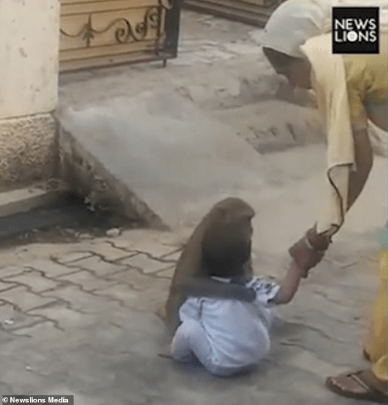 Monkey kidnaps 2-year-old boy from his home so it could have someone to play with (Video)