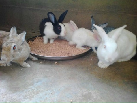 12-year-old Nigerian Boy Raised 2 Rabbits And Nurtured Them Into 26, Plans To Expand The Rabbit Business (Photos)