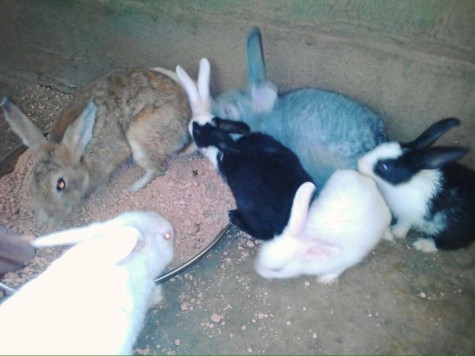 12-year-old Nigerian Boy Raised 2 Rabbits And Nurtured Them Into 26, Plans To Expand The Rabbit Business (Photos)