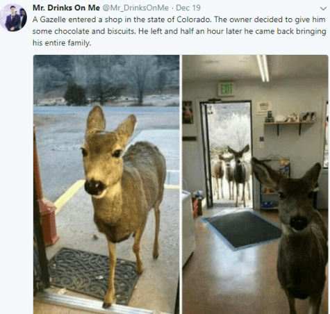 This Deer Entered Into A Shop And The Owner Give It Chocolate To Go Away And It Then Comes Back With Its Family Members