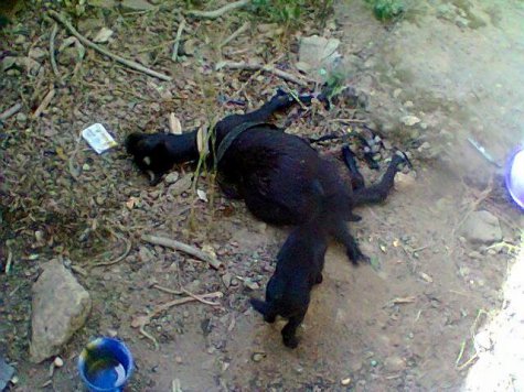 Goat Dies After Taking Poisoned Food Meant For Man's Family (Photos)