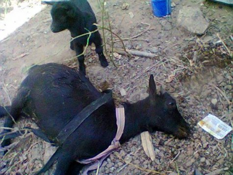 Goat Dies After Taking Poisoned Food Meant For Man's Family (Photos)