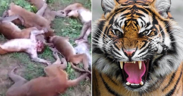 12 Monkeys Die From Heart Attacks After They Were Scared By A Tiger. (Photo)