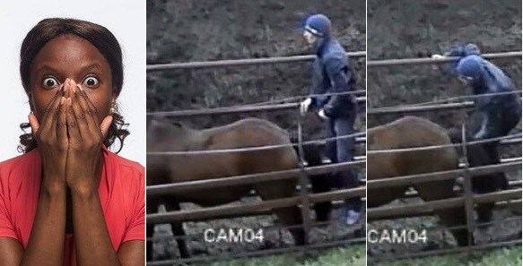 Disgusted Lady Dumps Her Boyfriend After He Was Caught Having S*x With A Horse. (Photos)