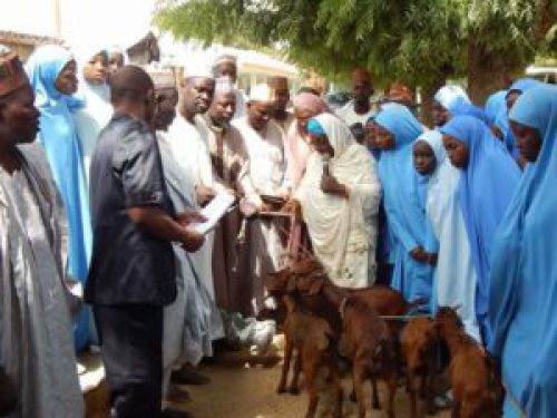 The commissioner of Education Professor Halima Idris (in white veil) distributing the goats on behalf of the state governor, Aminu Masari, at GGASS Dutsinma on Saturday, November 11, 2017. (Katsina Post Hausa)