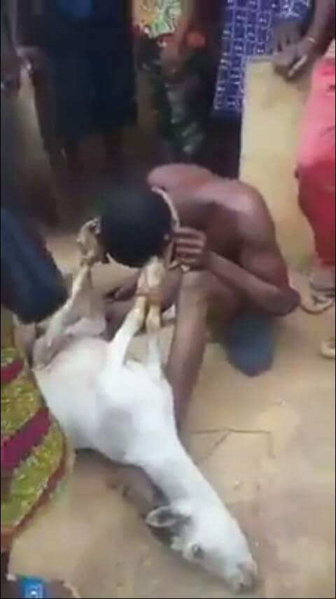 Man caught having S£x with a pregnant goat in Edo State