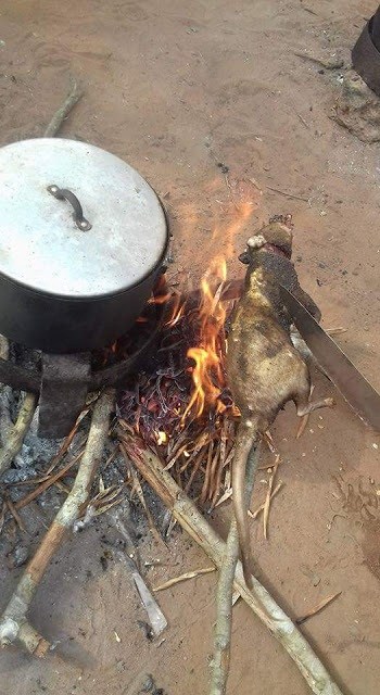 Slay queen hunts Bush Rat, kills it and makes pepper soup with it