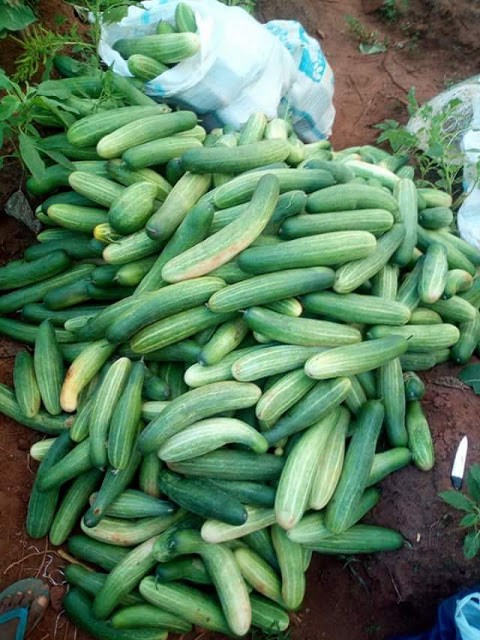 Nigerian lady shows off her bountiful harvest from her cucumber farm