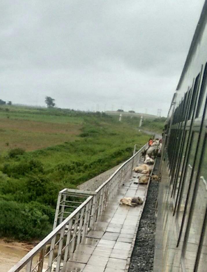 Photos of cows crushed to death by Abuja bound train as 52 die