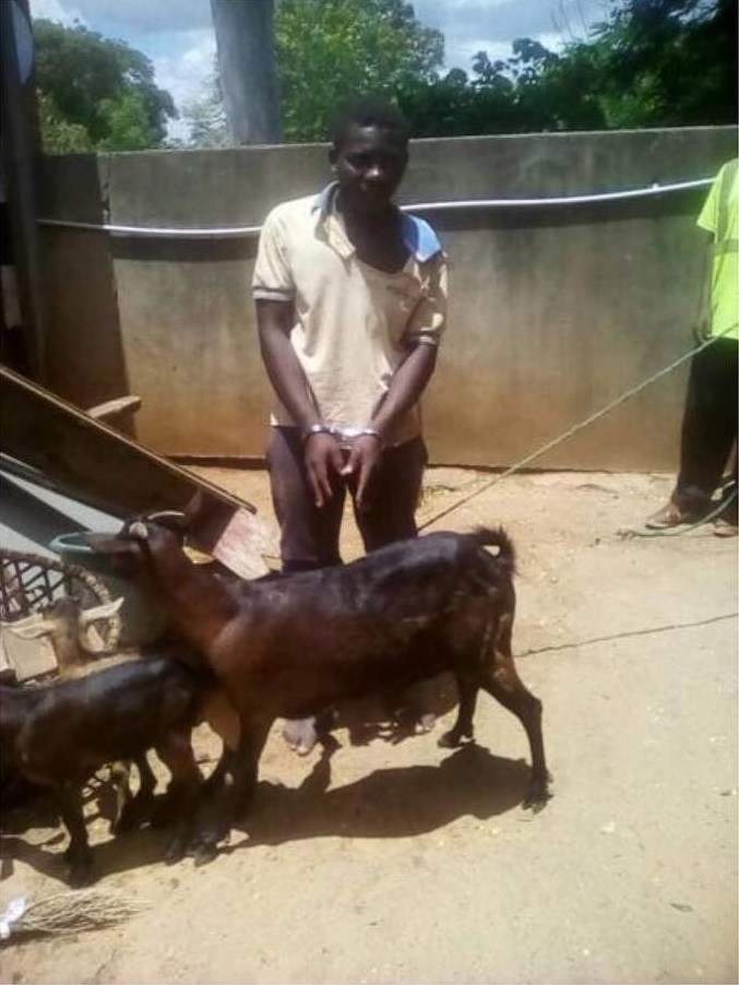 'I sought it's consent' - Man caught having sex with a goat says