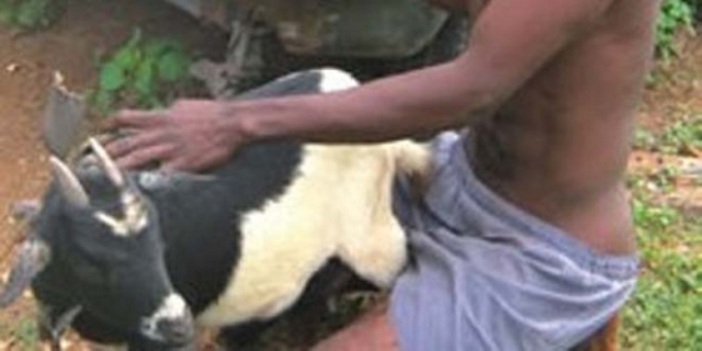 15 year old boy caught having sex with a goat in Niger state