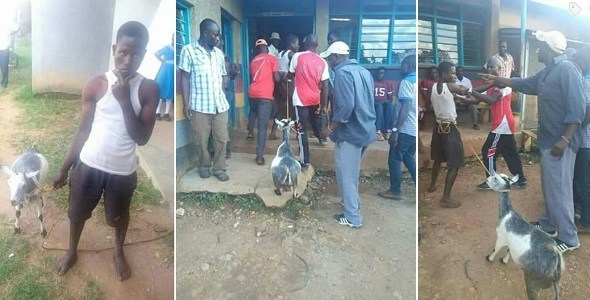 Kenyan man dragged to the police station after he was caught having s*x with a goat