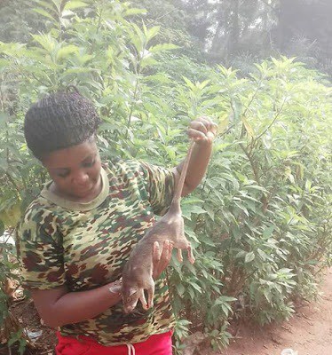 Slay queen hunts Bush Rat, kills it and makes pepper soup with it