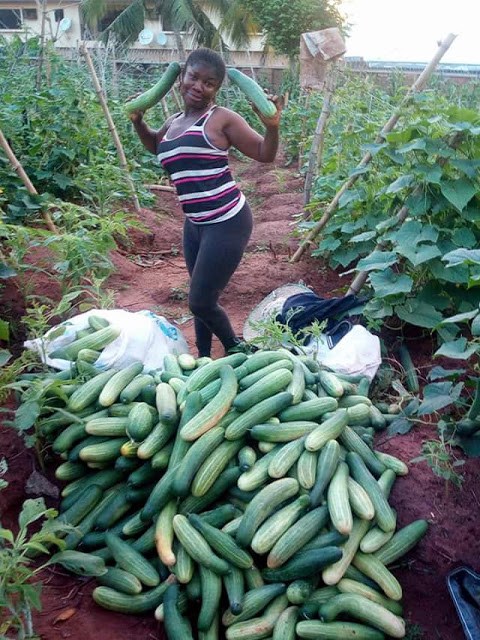 Nigerian lady shows off her bountiful harvest from her cucumber farm