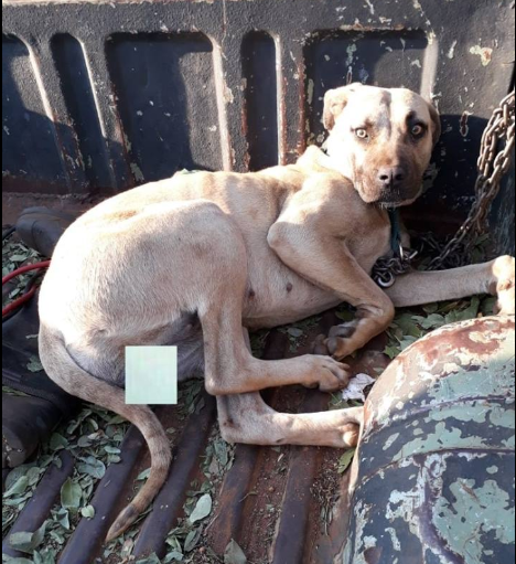 Dog rescued after it was tied up and gang raped (Photo)