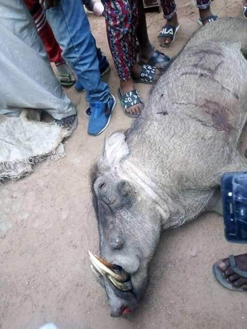 Wild boar killed by group of hunters in Ogun State (Photos)