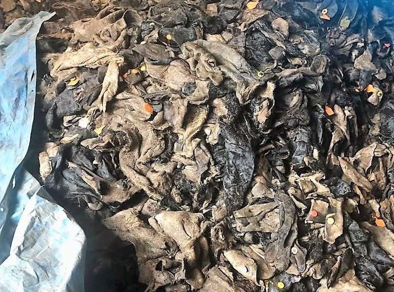 Lagos state seize 30 tonnes of poisonous ponmo worth N10m