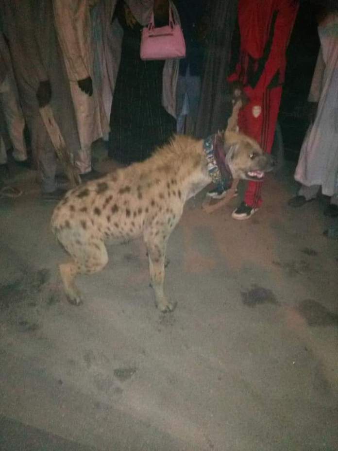 Hyena dragged to Police station after it was found on the streets in Kano (Photos)