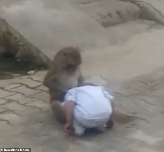 Monkey kidnaps 2-year-old boy from his home so it could have someone to play with (Video)