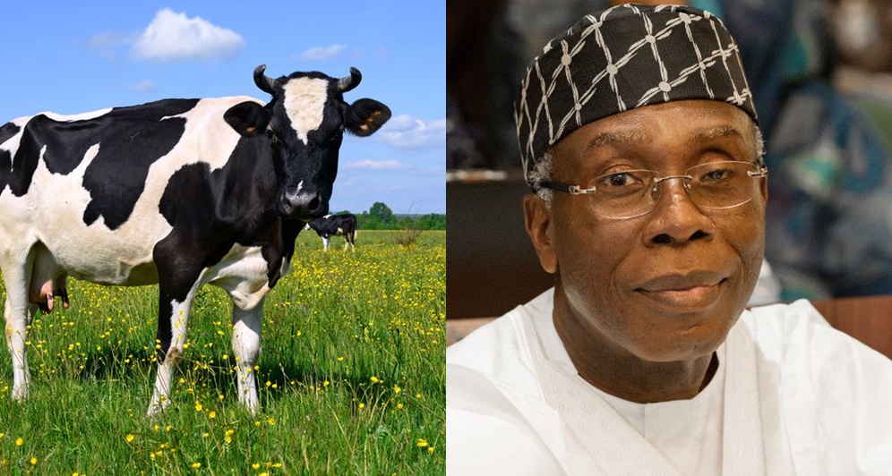 Nigeria May Suffer Cow Meat Scarcity- Minister Of Agriculture