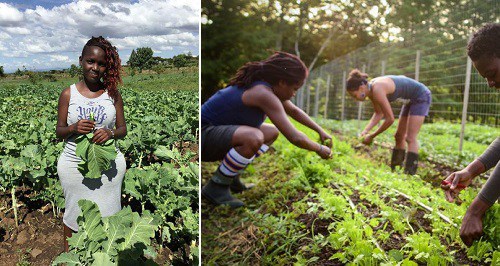 'University Of Agriculture Students Must Own A Farm Before Graduation' - Federal Government