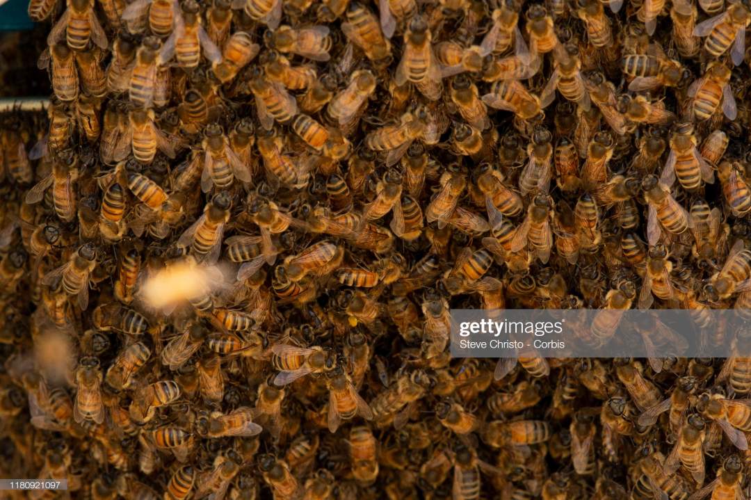 Pandemonium as bees invade, sting players and match official during football game in Tanzania (see video)