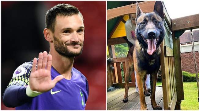 Tottenham star spends whopping N7m on guard dog as his teammate gets robbed