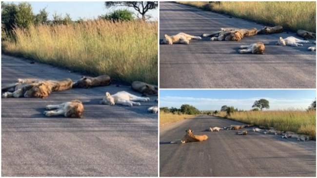 Lockdown: Lions sleep on tar roads as people self-isolate in their houses (see photos)