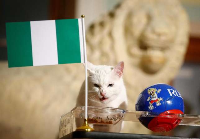 Nigeria vs Argentina: Psychic cat says Super Eagles will beat Argentina